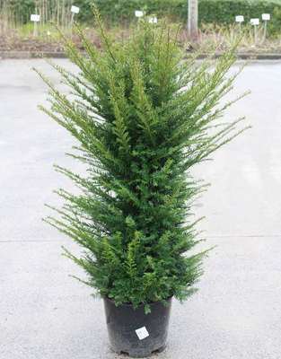 Taxus baccata