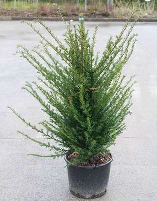 Taxus baccata