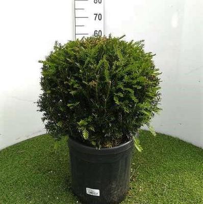 Taxus baccata
