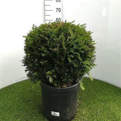 Taxus baccata
