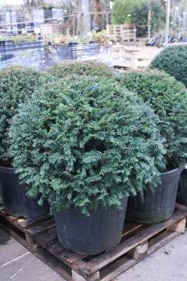 Taxus baccata