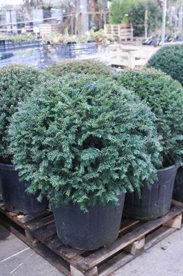 Taxus baccata