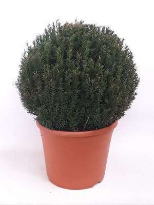 Taxus baccata