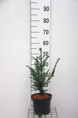 Taxus baccata