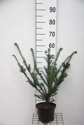 Taxus baccata