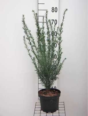 Taxus baccata