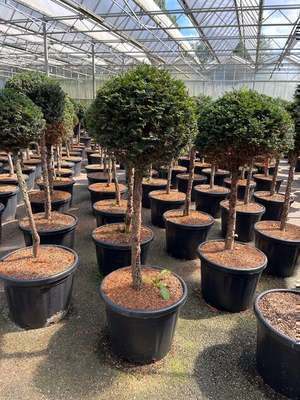 Taxus baccata