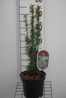 Taxus baccata 'David'