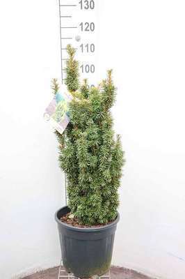 Taxus baccata 'David'