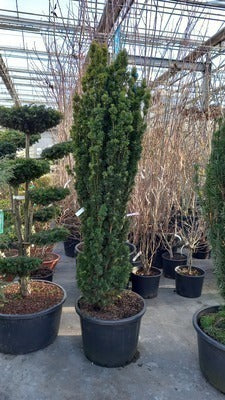 Taxus baccata 'Fast. Aurea'