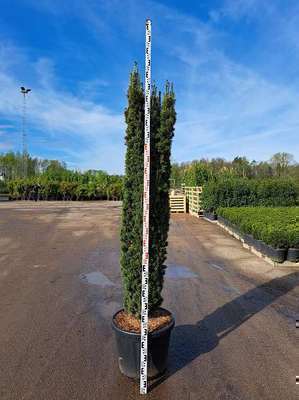 Taxus baccata 'Fast. Aurea'