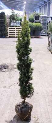 Taxus baccata 'Fast. Aurea'