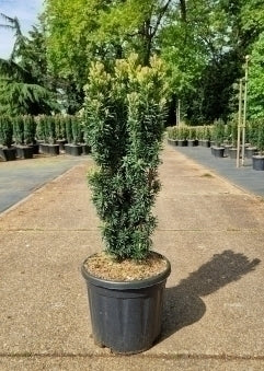 Taxus baccata 'Fast. David'