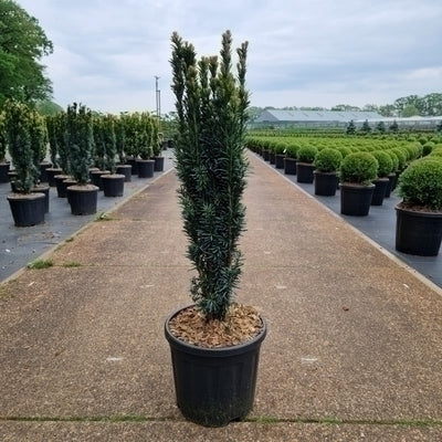 Taxus baccata 'Fast. Robusta'