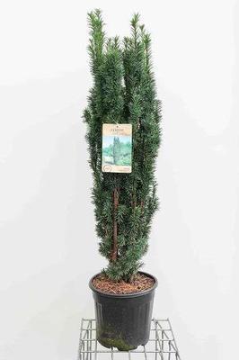 Taxus baccata 'Fast. Robusta'
