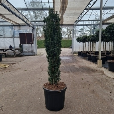 Taxus baccata 'Fast. Robusta'