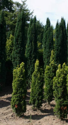 Taxus baccata 'Fast. Robusta'