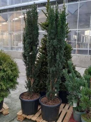 Taxus baccata 'Fast. Robusta'