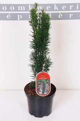Taxus baccata 'Fast. Robusta'