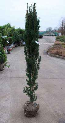 Taxus baccata 'Fast. Robusta'