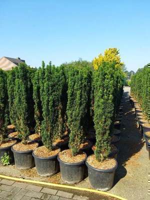 Taxus baccata 'Fast. Robusta'
