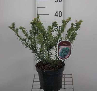 Taxus baccata 'Repandens'