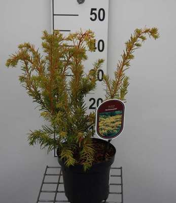 Taxus baccata 'Summergold'