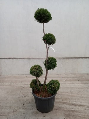 Taxus media 'Hicksii'