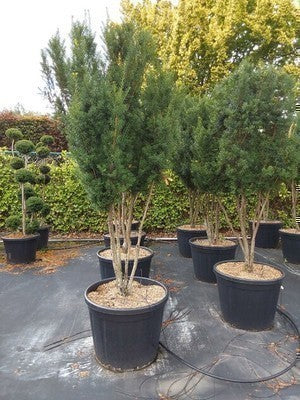 Taxus media 'Hicksii'