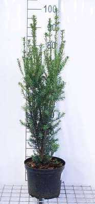 Taxus media 'Hillii'
