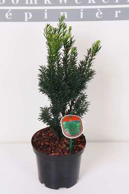 Taxus media 'Hillii'