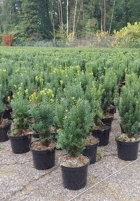 Taxus media 'Hillii'