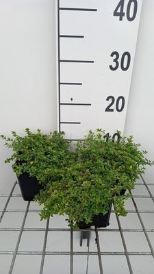 Thymus citr. 'Aureus'