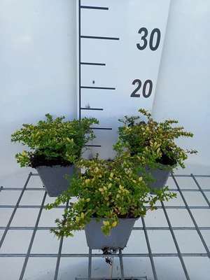 Thymus citr. 'Bertram Anderson'