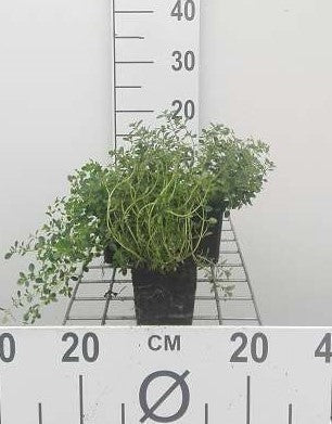 Thymus citriodorus = lemon