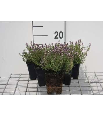 Thymus citr. 'Silver Queen' (='argenteus')