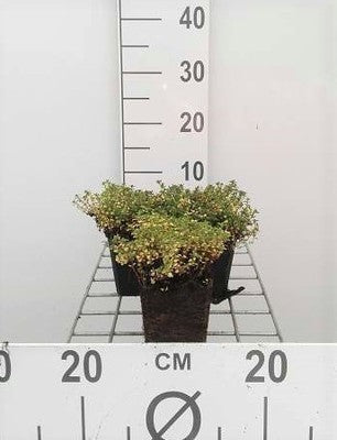 Thymus praecox 'Doone Valley'