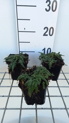 Thymus hybr. 'Elfin'
