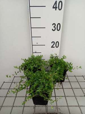 Thymus longicaulis