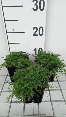 Thymus praecox 'Albiflorus' (=serp. 'albus')