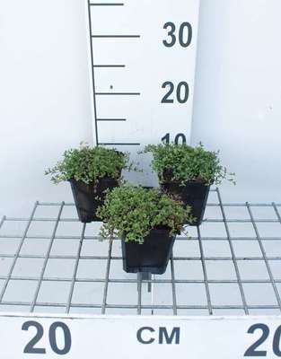 Thymus praecox 'Coccineus'
