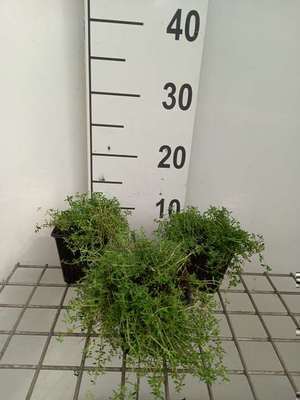 Thymus praecox 'Creeping Red'