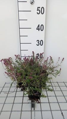 Thymus pul. 'Foxley'