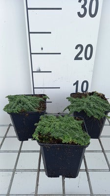 Thymus praecox 'Minor'