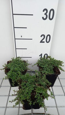 Thymus praecox 'Purple Beauty'