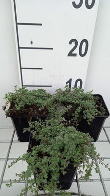 Thymus praecox 'Pseudolanuginosus'
