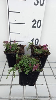 Thymus praecox 'Red Carpet'