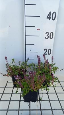 Thymus pulegioides