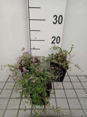 Thymus serpyllum 'Magic Carpet'