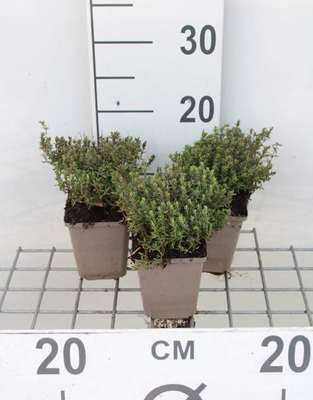 Thymus vulg. 'Compactus'